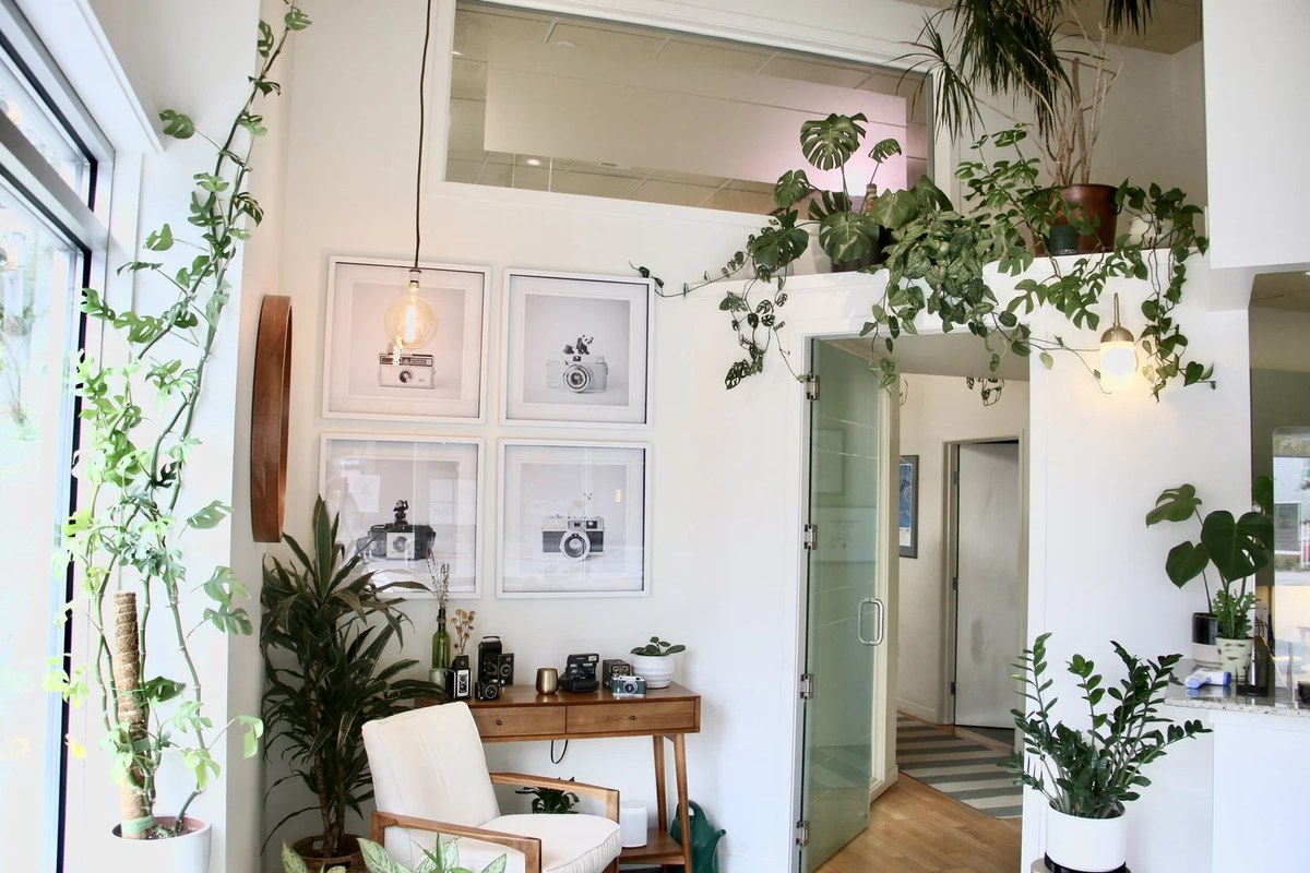 Plant-filled reception area at Atrium Dental Studio in Seattle